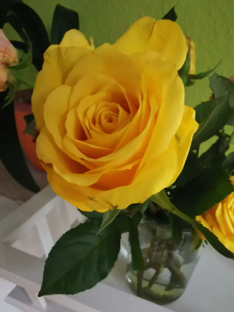 Condolence image of Jutta&Socki  und Ginger im Herzen 