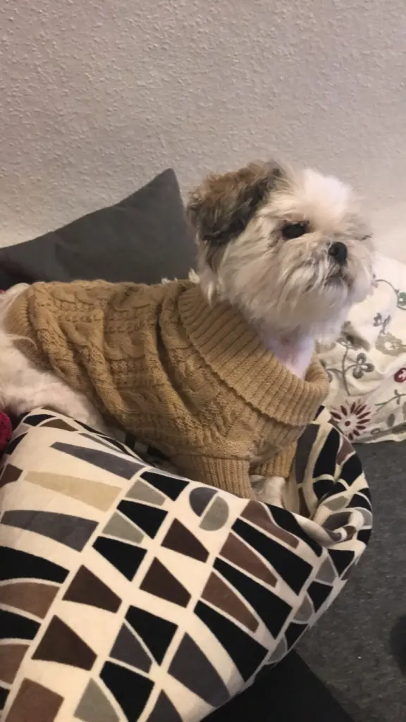 Andachtsbild von Shania