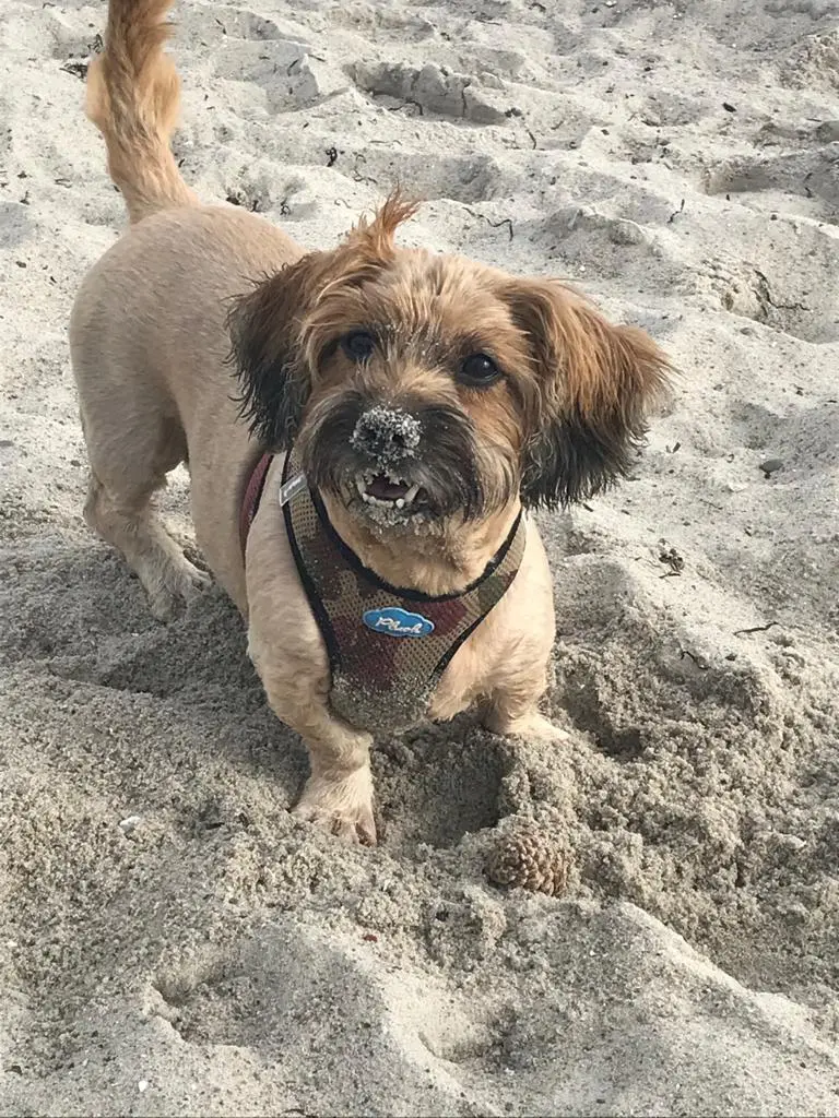 Andachtsbild von Unbekannt