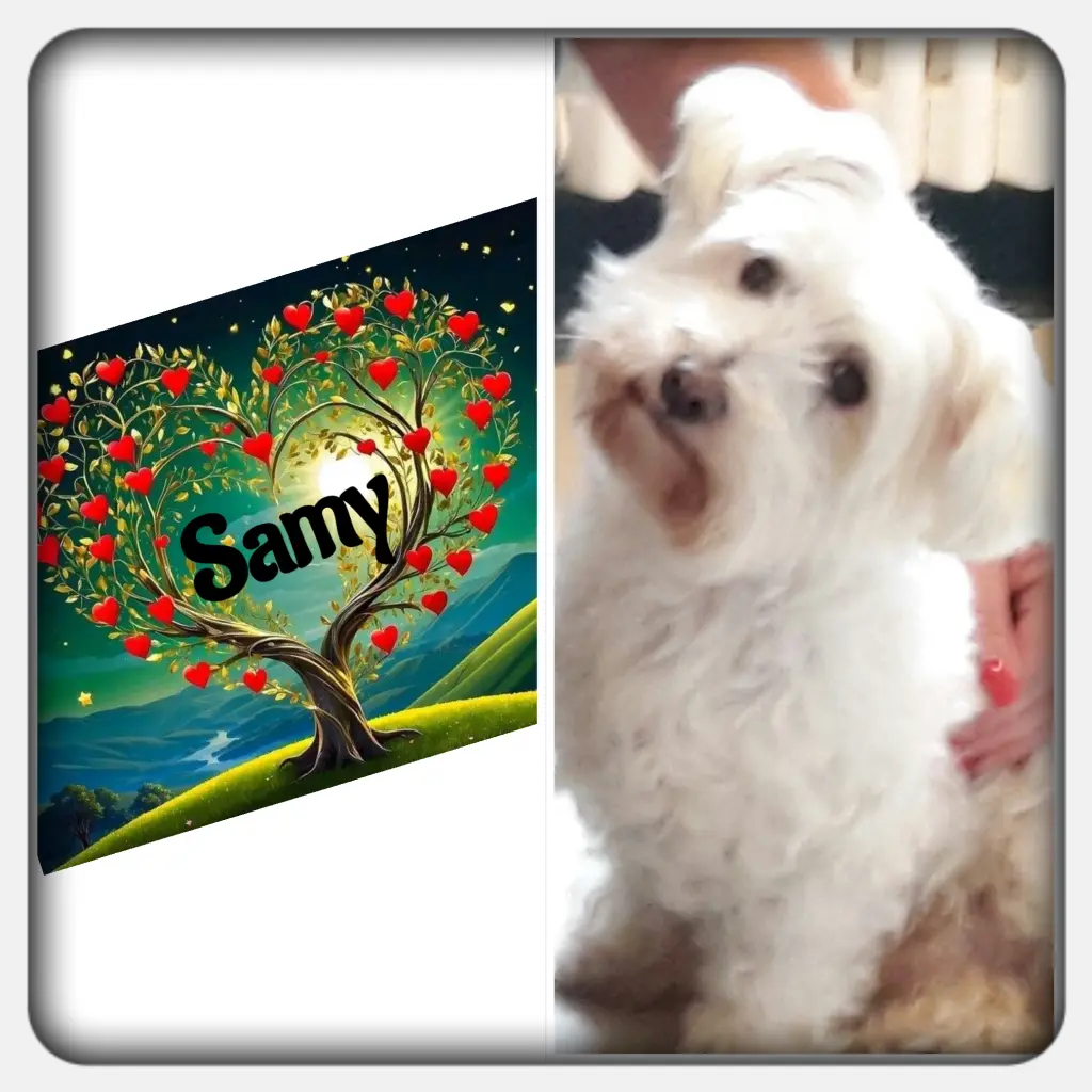 Condolence image of Martina mit Seelenhund Samy ♥️⭐♥️ für immer im Herzen 