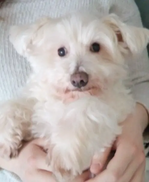 Andachtsbild von Martina mit Seelenhund Samy ♥️⭐♥️ für immer im Herzen 