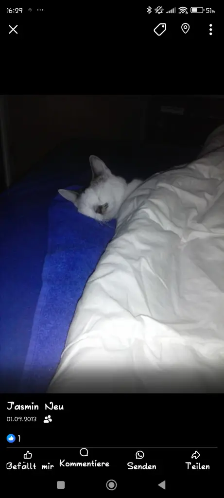 Image from Kitty