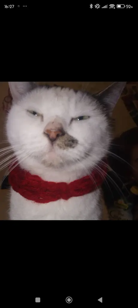 Image from Kitty