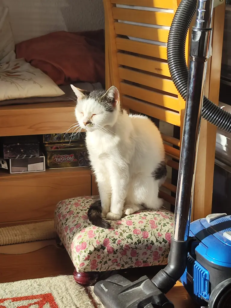 Image from Kitty