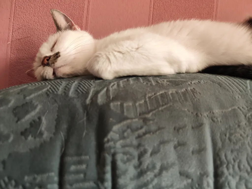 Image from Kitty