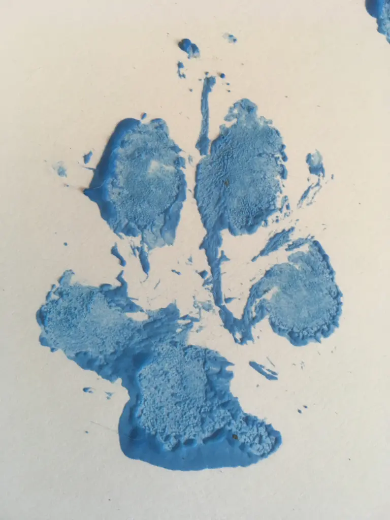 Image from Noma