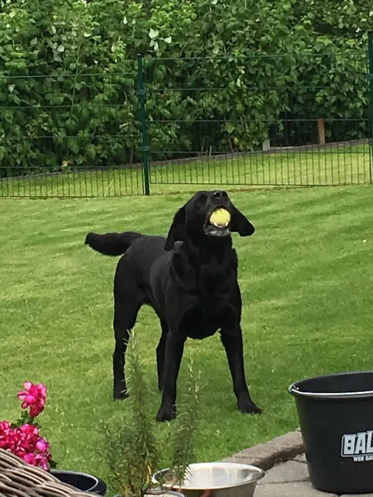 Condolence image of Heidi mit Buddy tief im Herzen