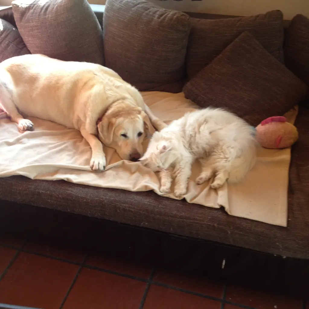 Condolence image of Dieter Schmitt