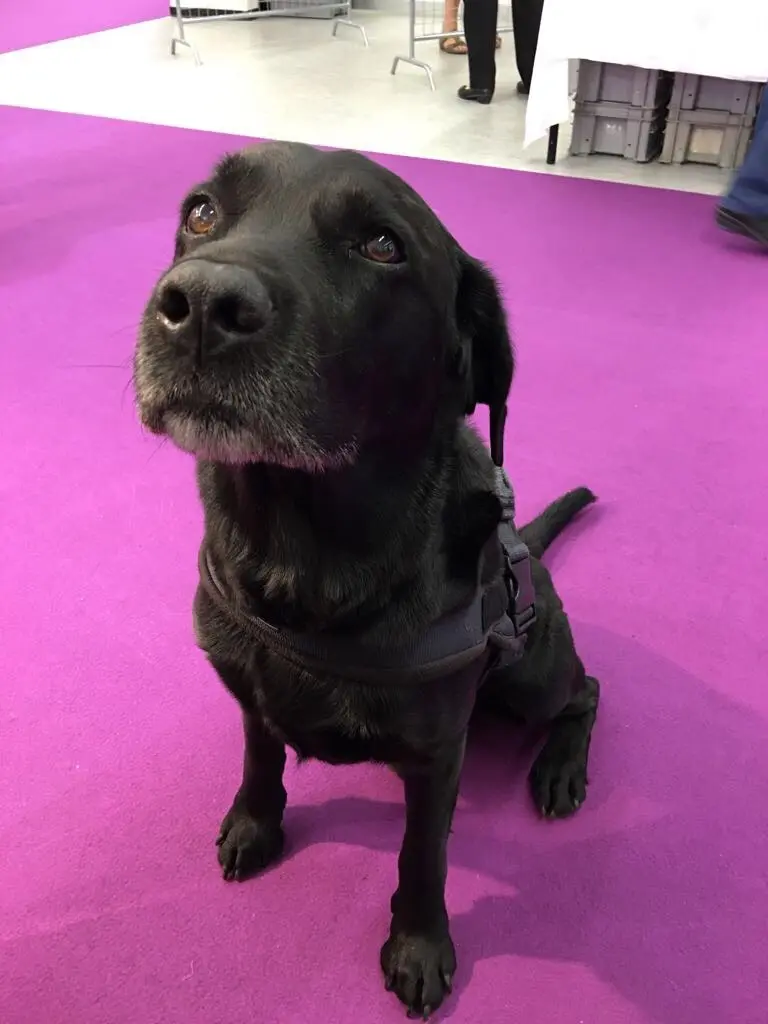 Condolence image of Heidi mit Buddy tief im Herzen