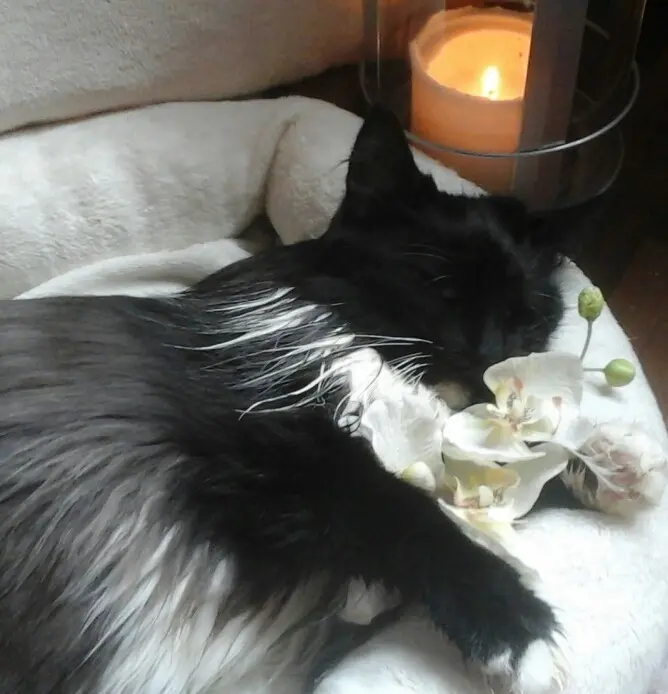 Condolence image of Dagmar