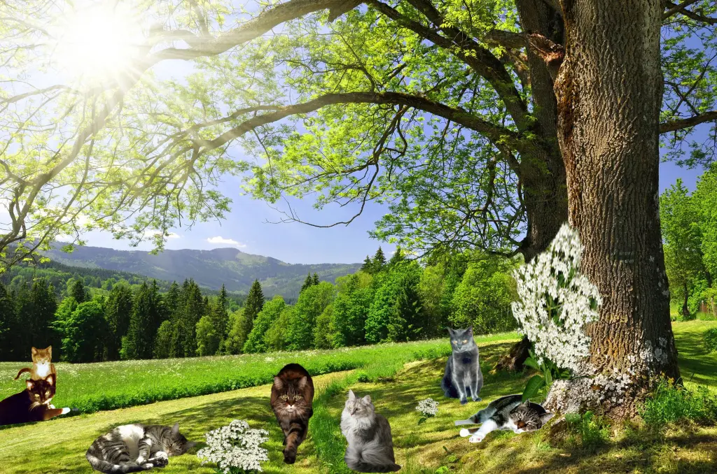 Condolence image of Birgitt mit Dinah,Püppi,Bonny,Cindy,Miez