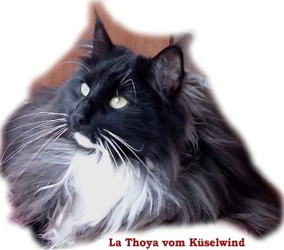 Image from La Thoya vom Küselwind