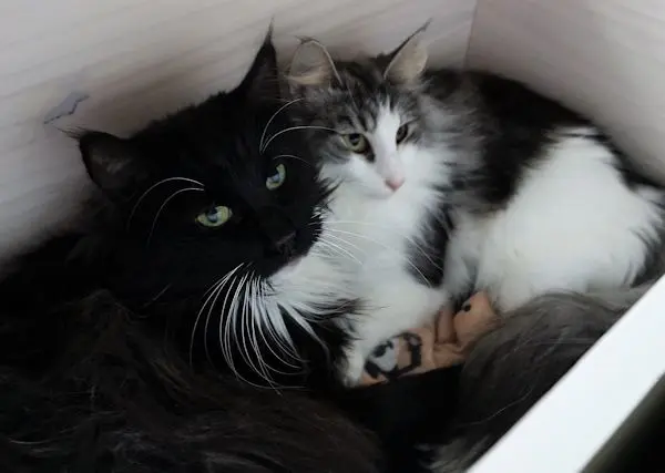 Image from La Thoya vom Küselwind