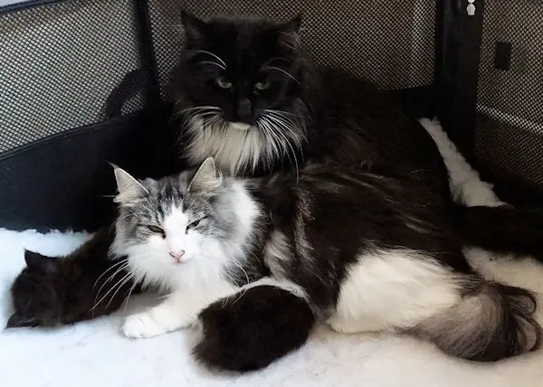 Image from La Thoya vom Küselwind