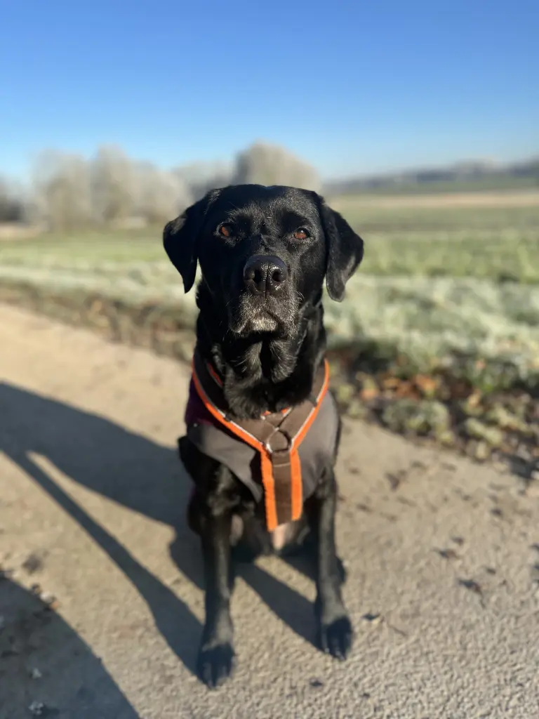 Image from Roxy