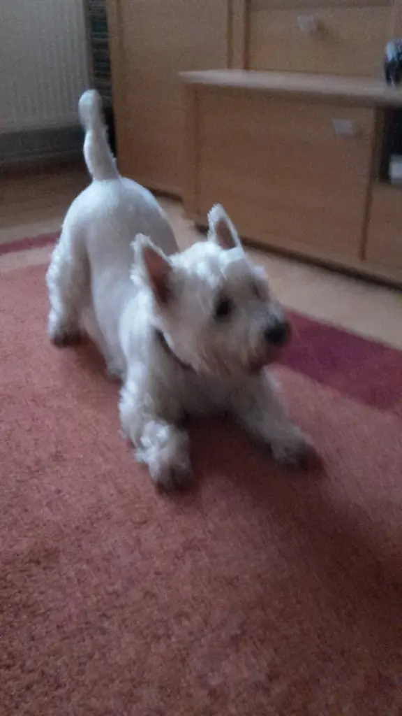 Andachtsbild von Hannelore mit Flocke im Herzen