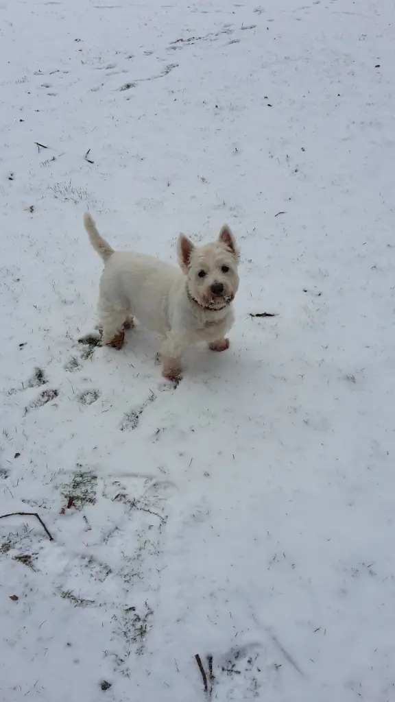 Condolence image of Hannelore mit Flocke im Herzen