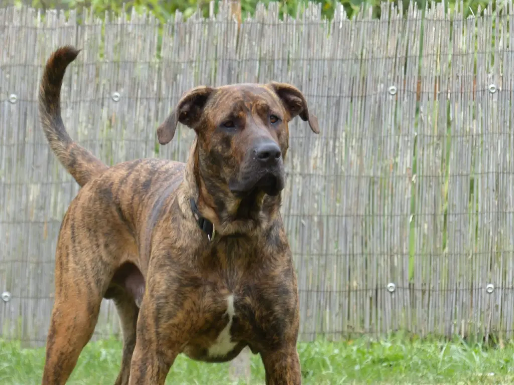 Bild von Little Tyson