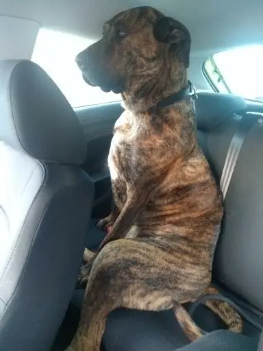 Bild von Little Tyson