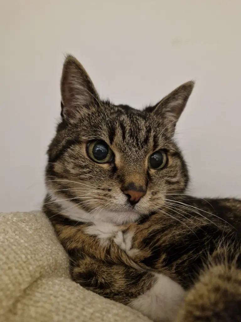 Andachtsbild von Elena