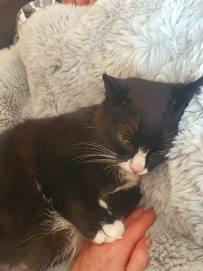 Andachtsbild von Nikita Undrat