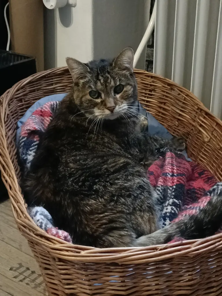 Image from Aili