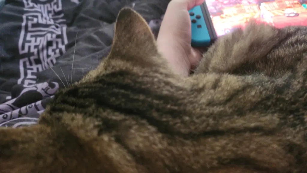 Tabby beim Gaming