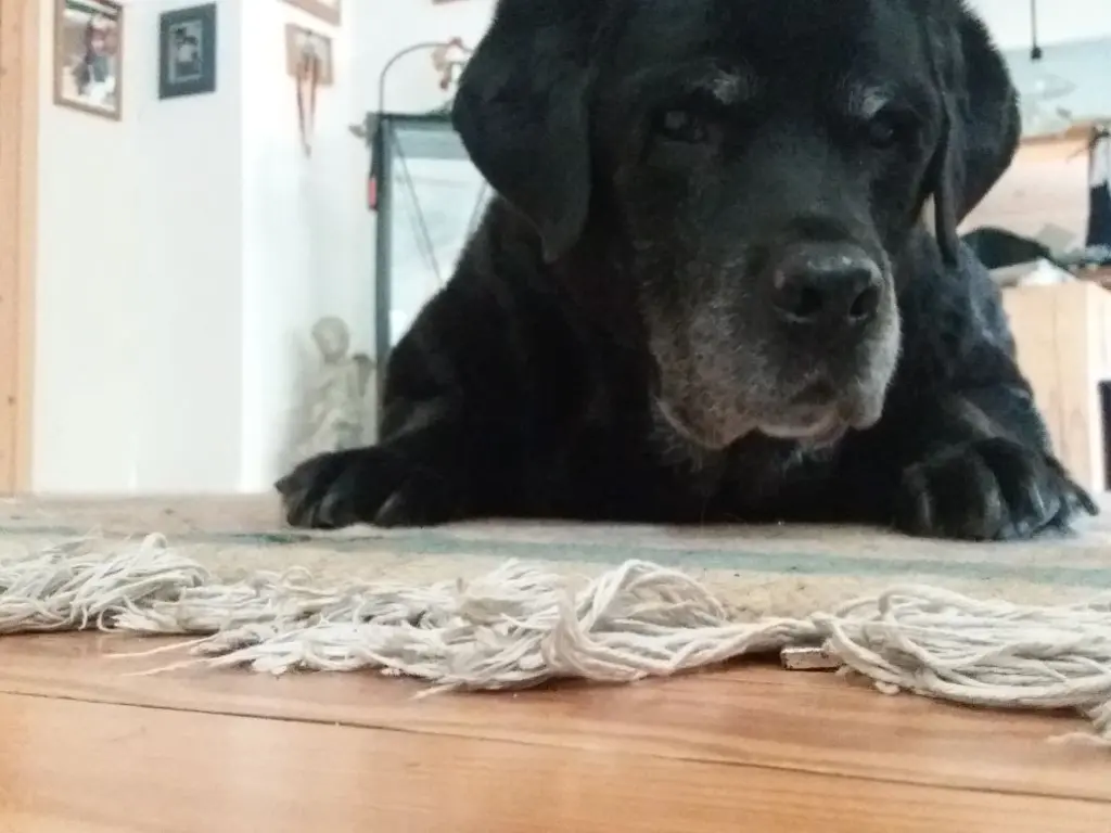 Condolence image of Heike