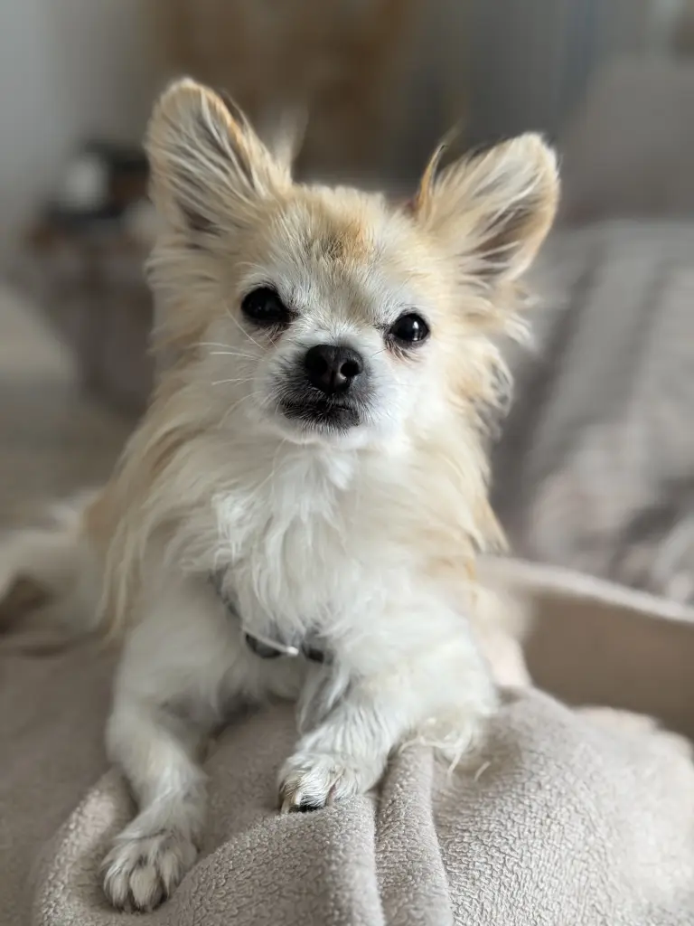 Andachtsbild von Victoria