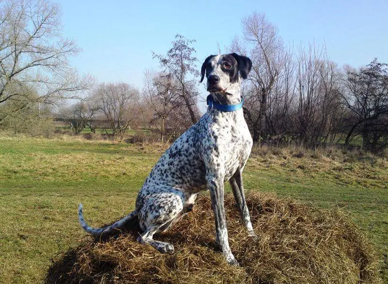 Condolence image of Ewa mit Elo im Herzen 