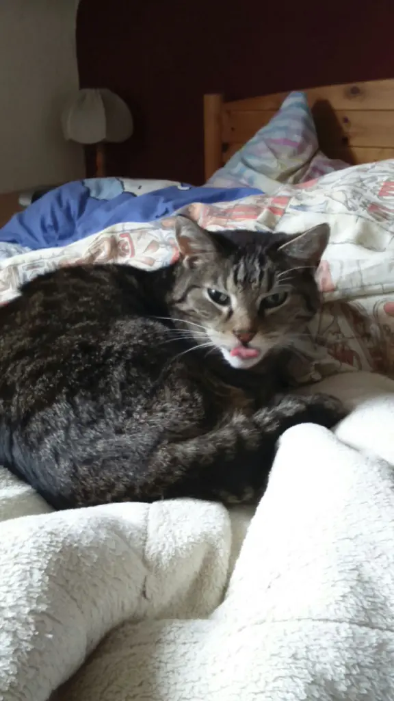 Image from Pillepupp