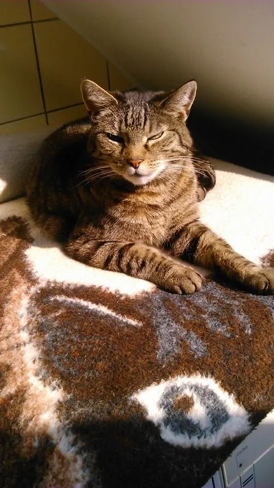 Image from Pillepupp