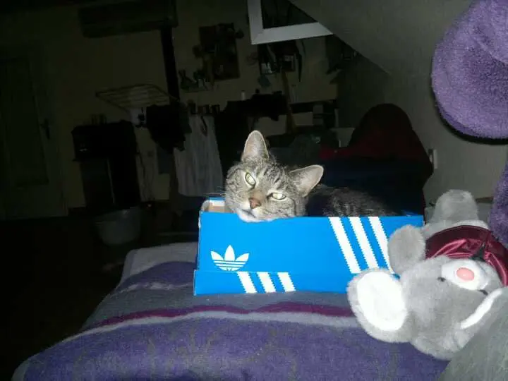 Image from Pillepupp