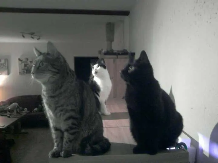 Image from Pillepupp