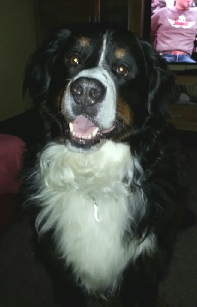 Condolence image of Dorin mit Mephisto im Herzen 