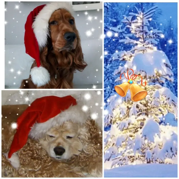 Andachtsbild von Jacqueline mit Diego & Aro immer im ♥️