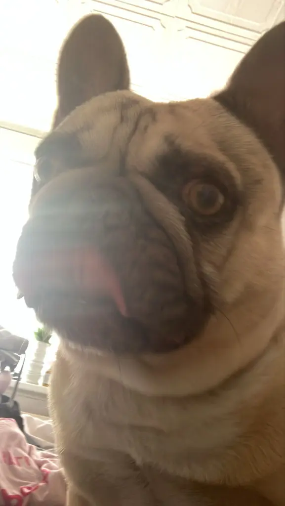 Andachtsbild von Leonie