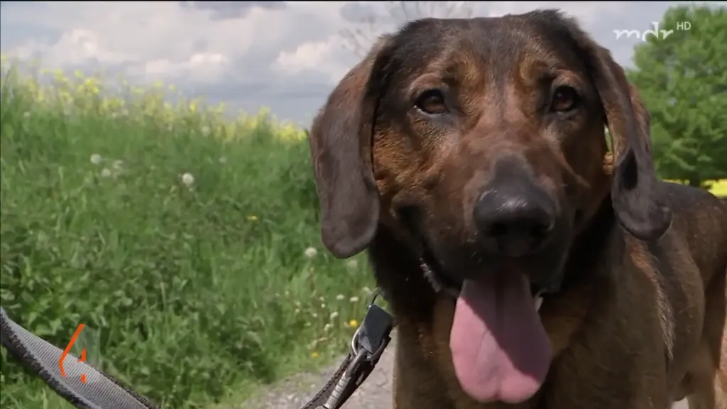 Andachtsbild von Nadine mit Marley im Herzen ❤️