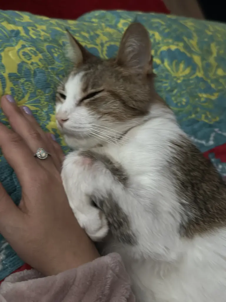 Bild von Chiqui miki