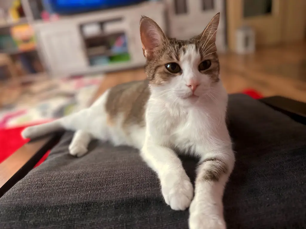 Bild von Chiqui miki