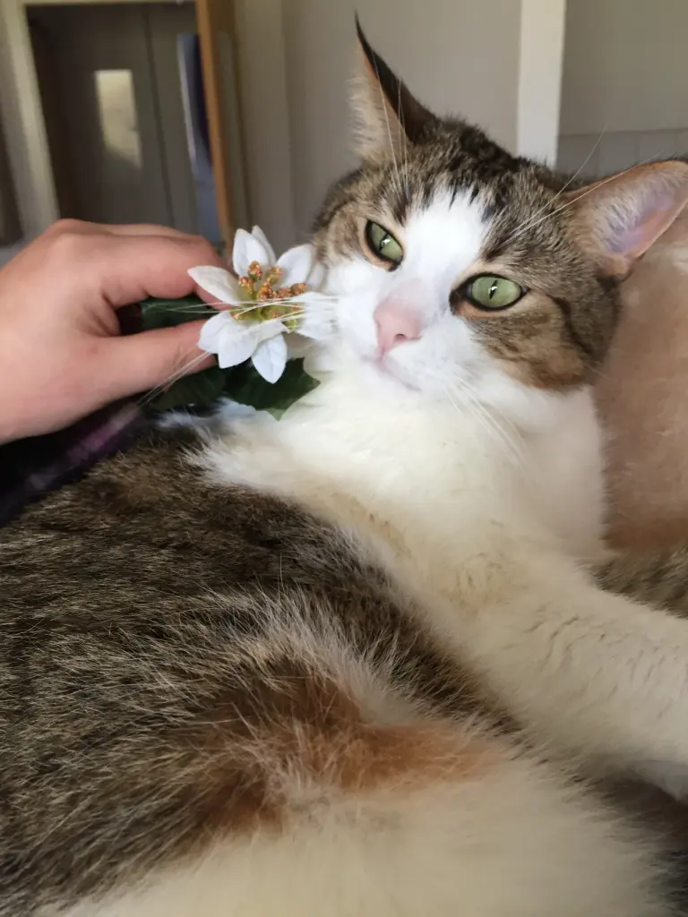 Bild von Chiqui miki