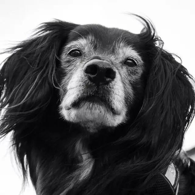 Condolence image of Michaela mit Seelchen Lucky