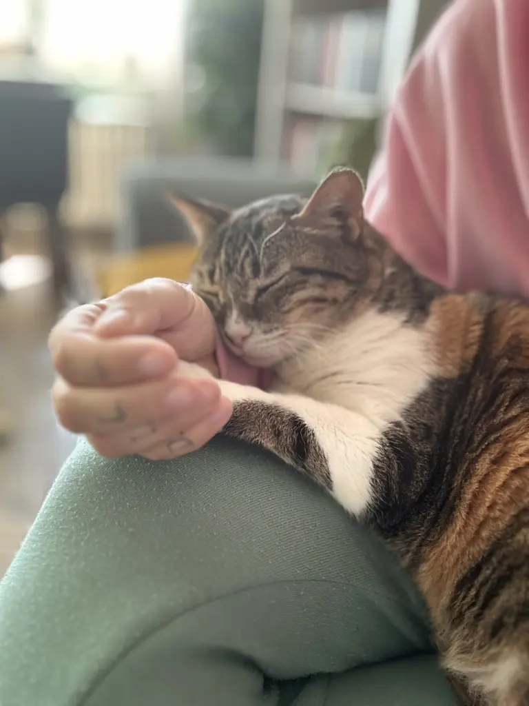 Immer Pfötchen halten…