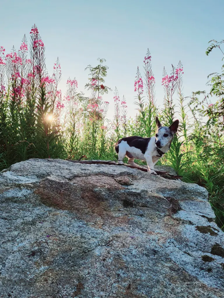 Andachtsbild von Jenny Machts