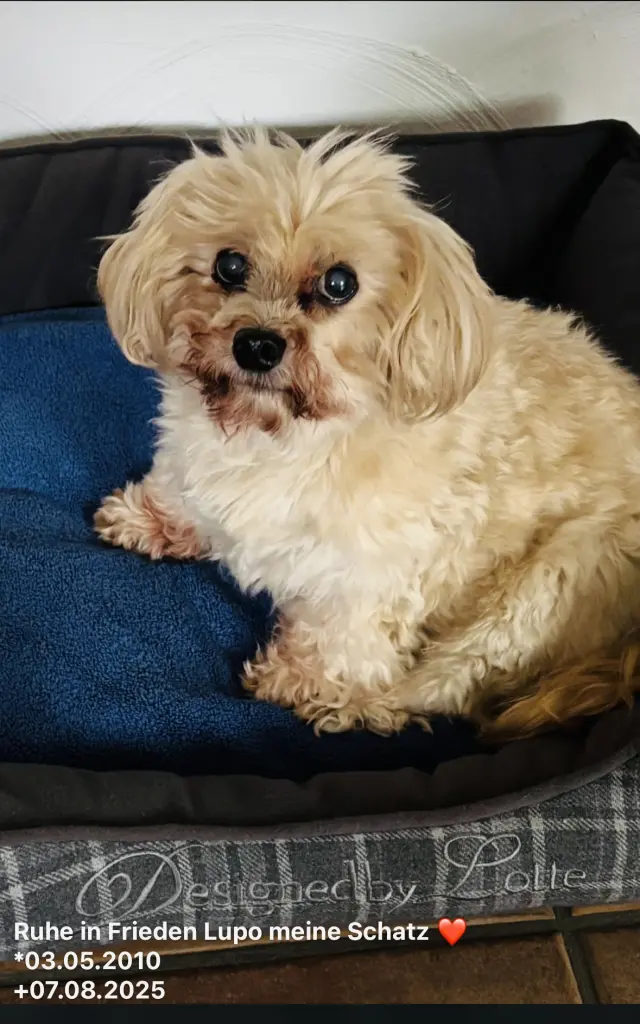 Andachtsbild von Tim Coveney