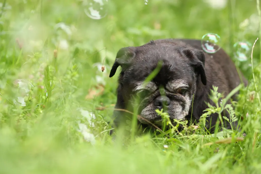 Condolence image of Cornelia mit Bruno & Barni im Herzen