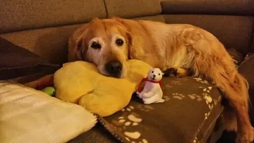 Condolence image of Micha mit Cäsar im Herzen