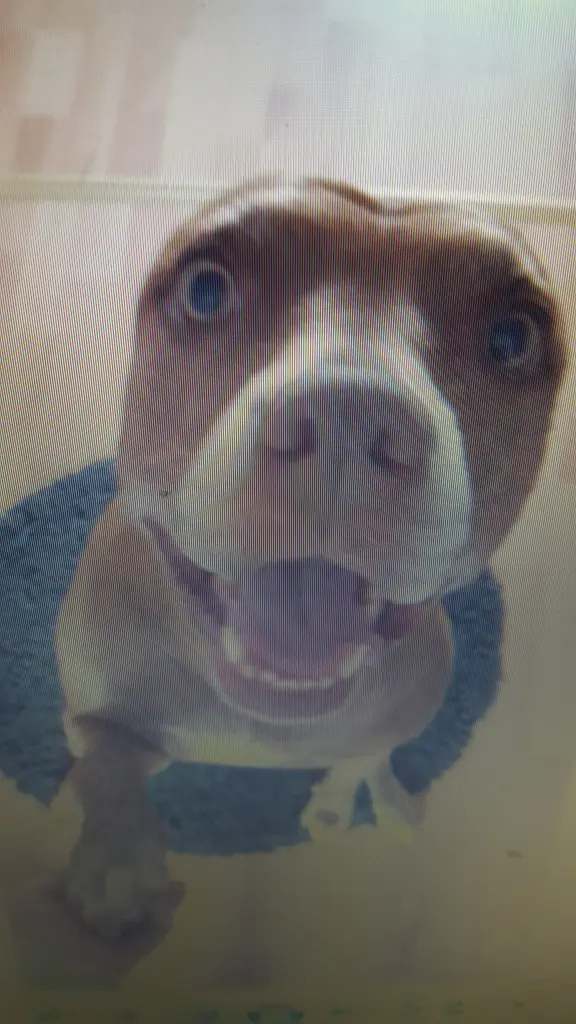 Condolence image of Manu u.Pascal mit Louisa im Herzen gestorben 7.2.18