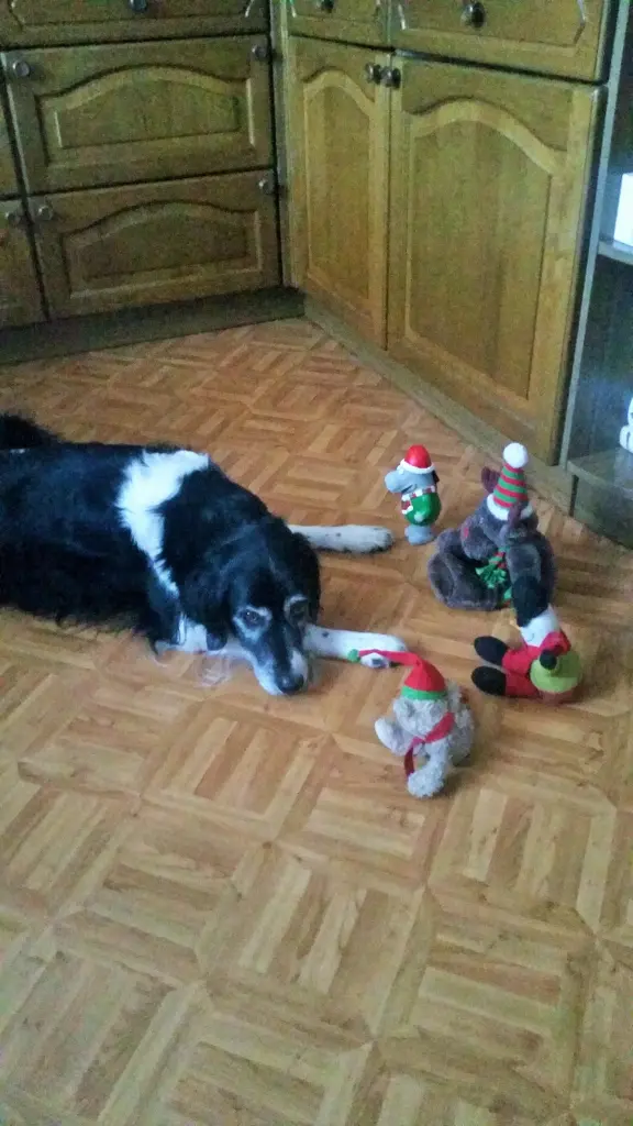 Condolence image of Brigitte mit Nelly im Herzen