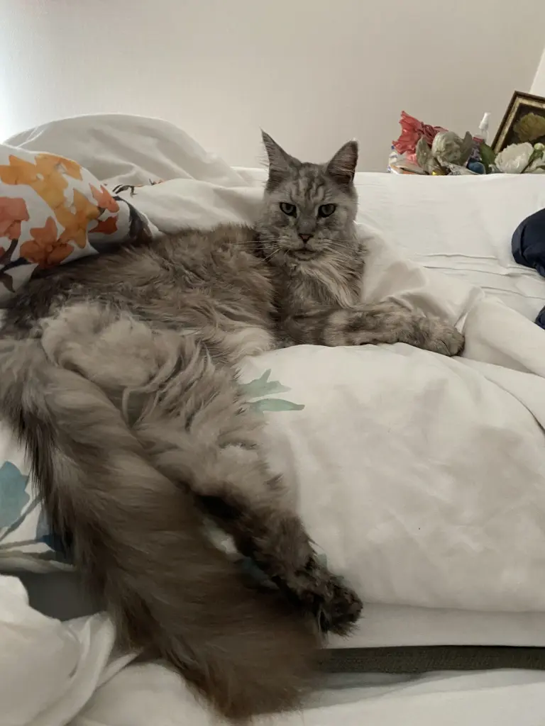 Bild von Merl (Draco Malfoy)